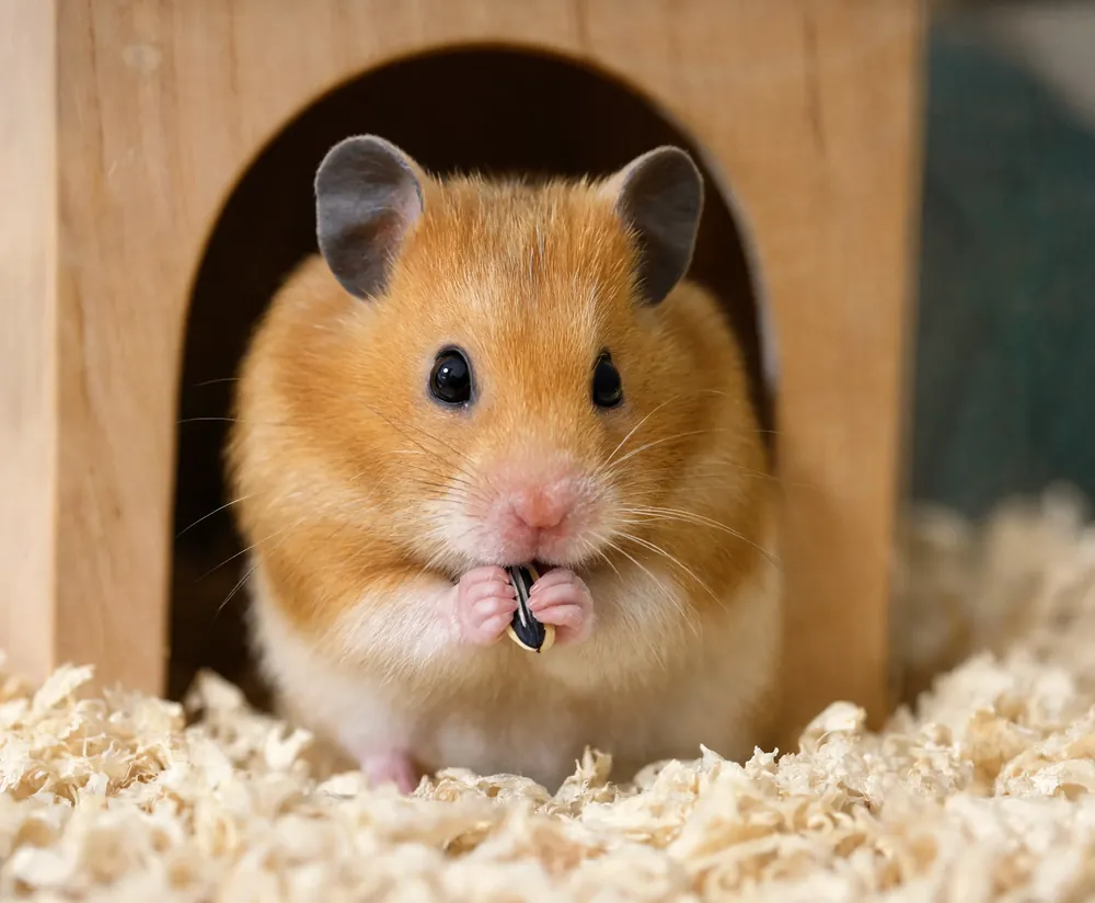 Small animals supplies
