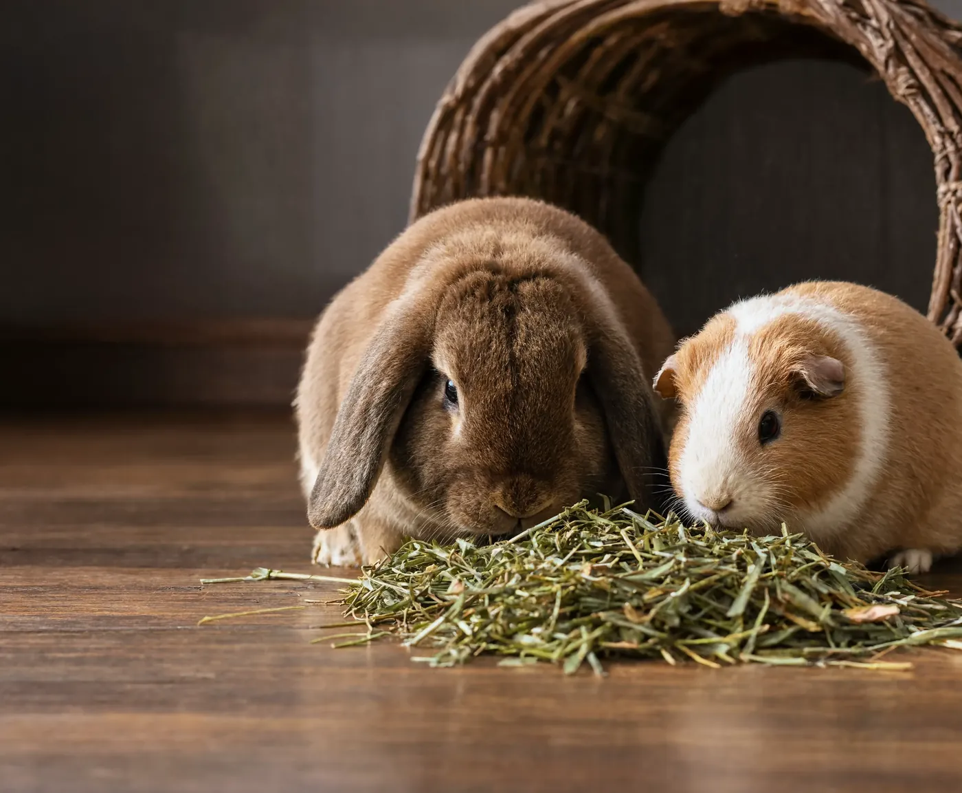 A rabbit and a guinea pig eating hay side by side